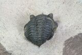 Pseudocryphaeus (Cryphina) Trilobite - Lghaft, morocco #75566-3
